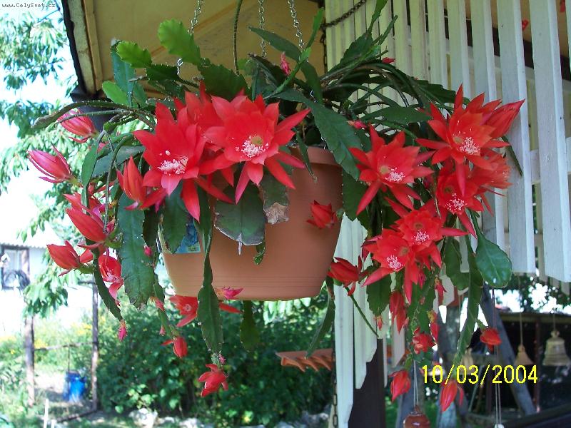 Foto: kaktus- letos opět rozkvetl !