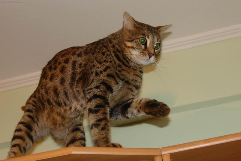 Foto: Pozor, už jide.