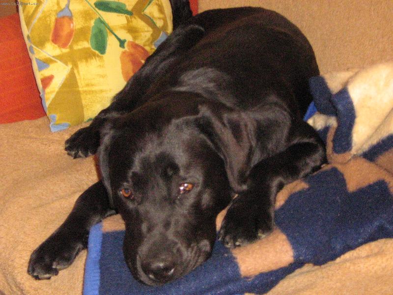 Foto: Nechte mě spinkat...-Odpočinek po náročném dni...