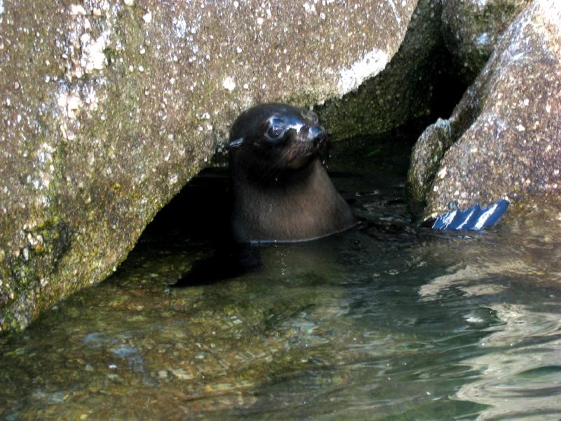 Foto: Hlídač podmořské jeskyně-Tuleň