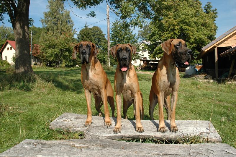 Foto: NĚMECKÁ DOGA-velká trojka