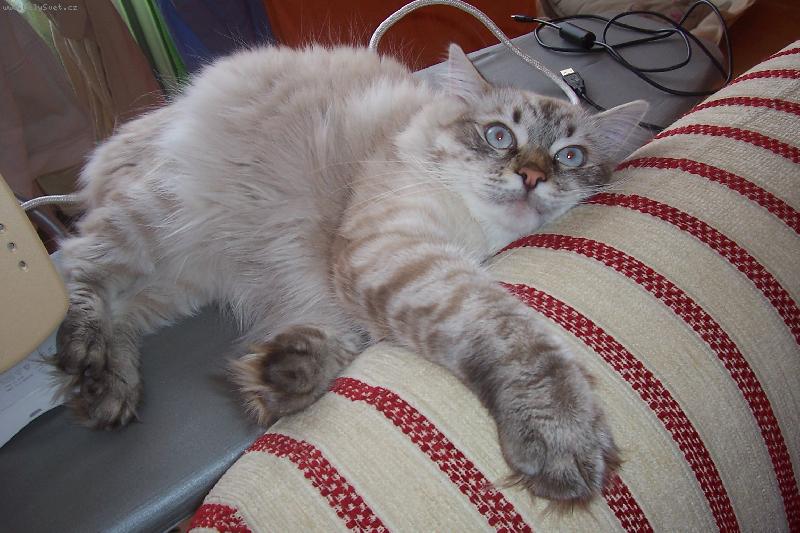 Foto: Nuda až na půdu