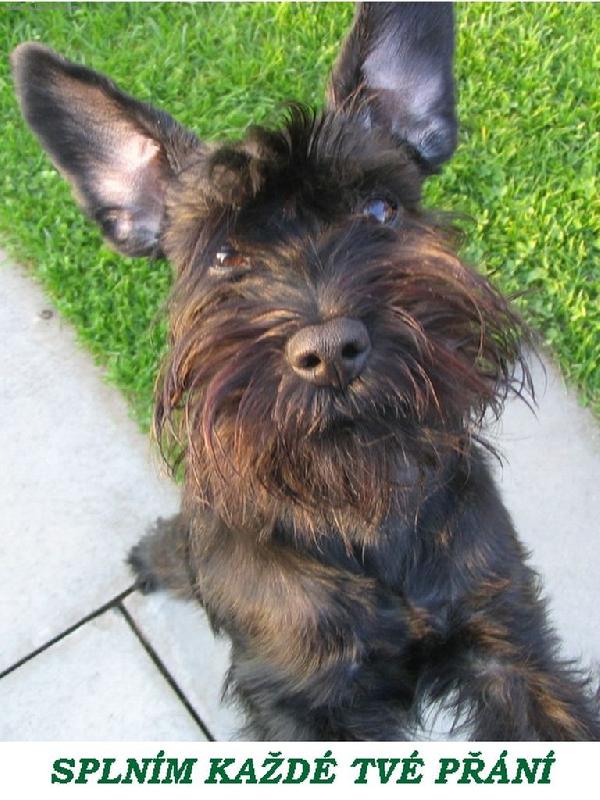 Foto: Splním každé tvé přání