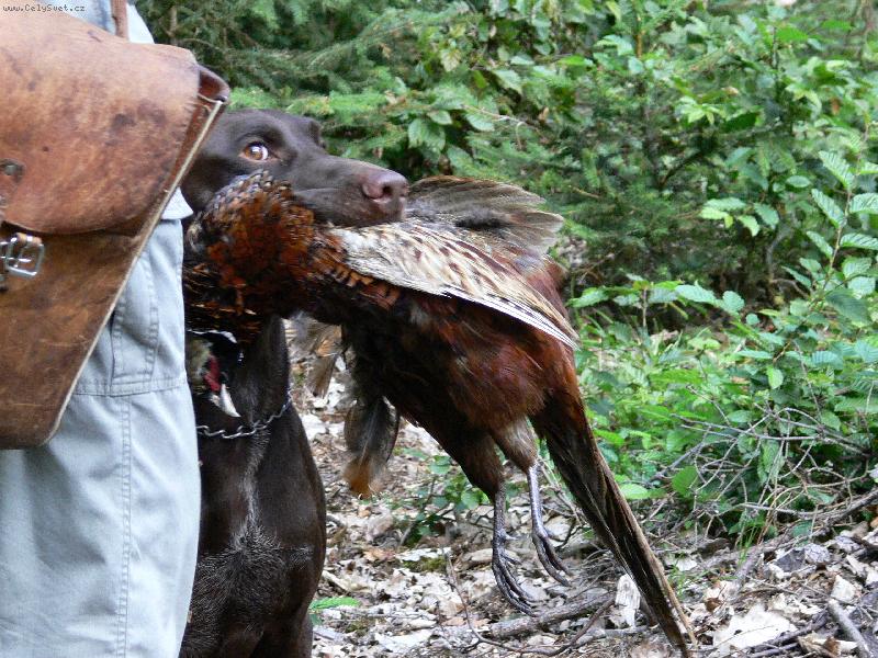 Foto: lesní zkoušky-aport