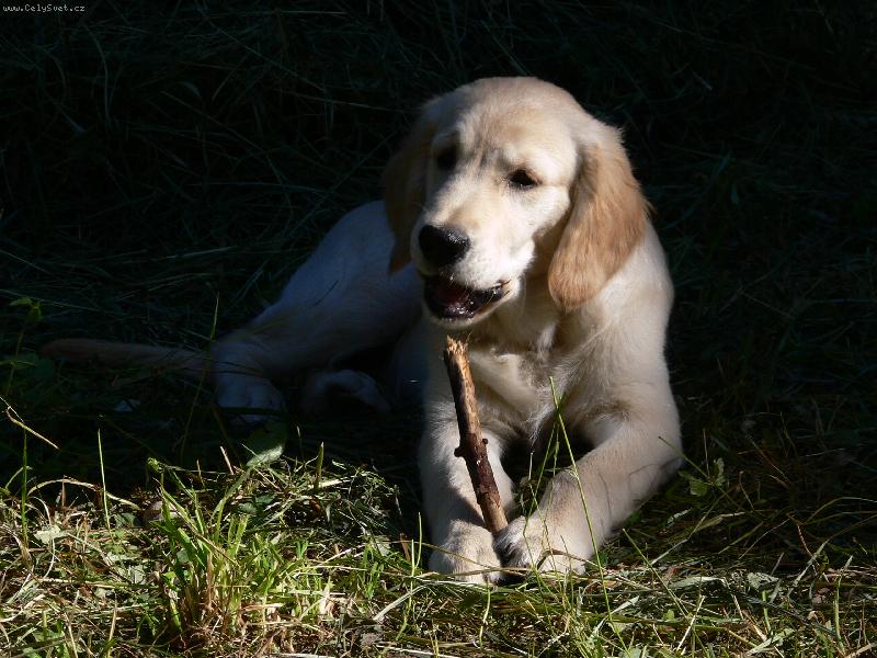 Foto: Lucky boy-klacek je nejlepší hračka :o)