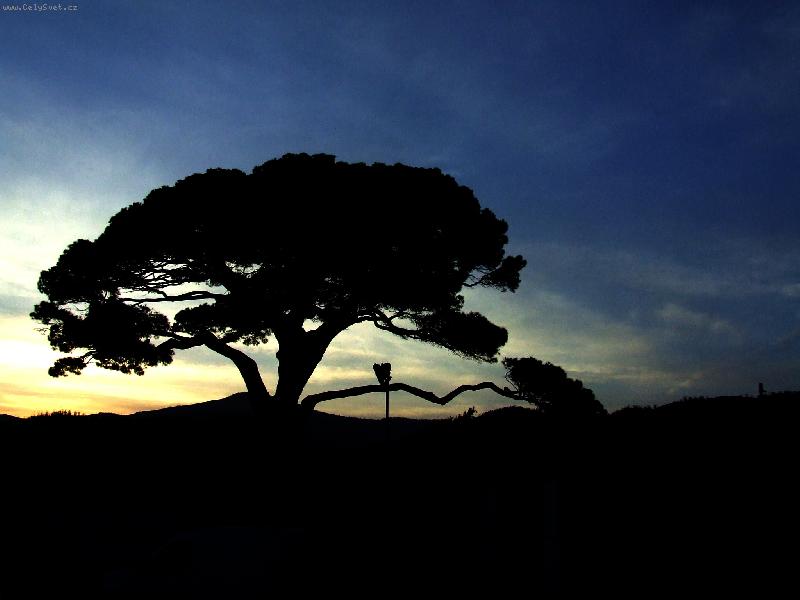 Foto: tajemna borovice-zapad slunce s borovici