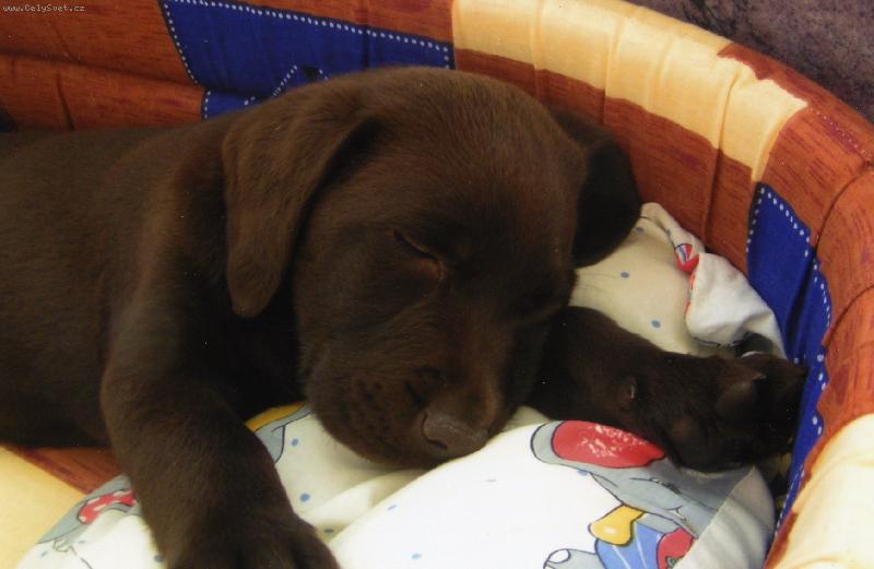 Foto: Buddííík-no konečně pořádnej polštáářek :-)