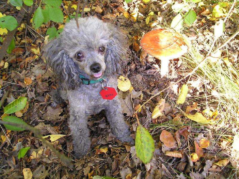 Foto: Ali-Ali v přírodě