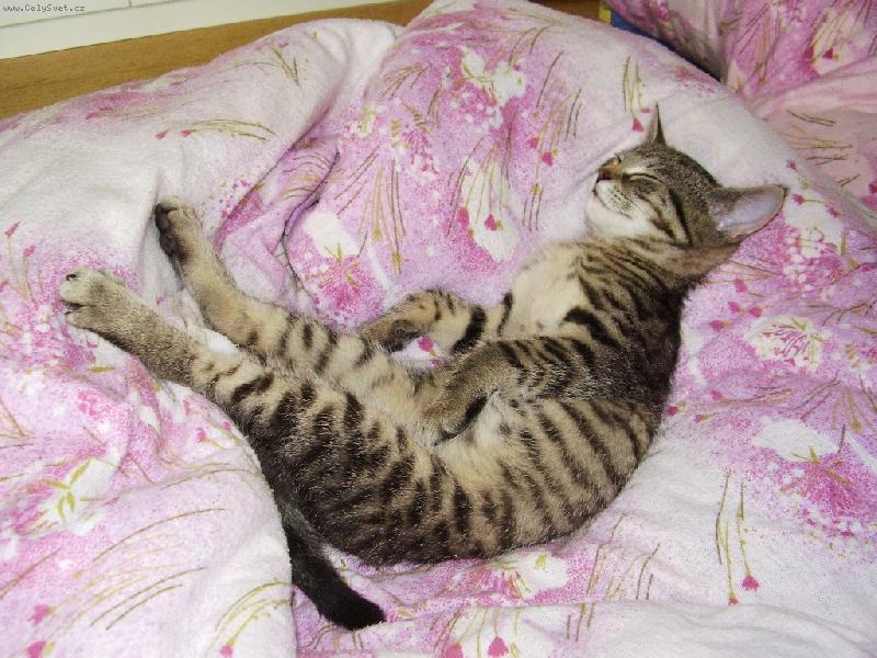 Foto: Xiao Hua (Siao Chua)-Takhle pěkně umí spinkat tříměsíční koátko.