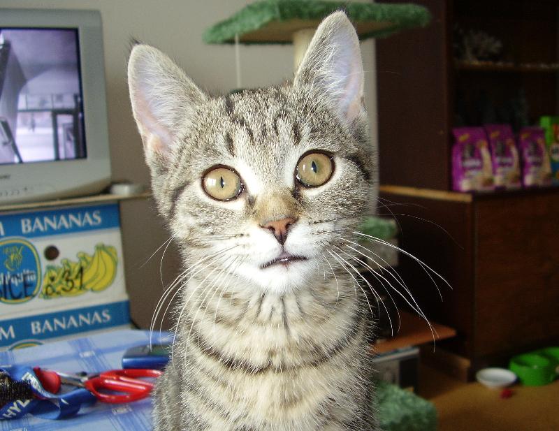 Foto: Xiao Hua (Siao Chua)-Teď si nejsem jista jestli jsem rys a nebo kočka domácí. Vždyť se podívejte na mé uši, ty střapce!!!