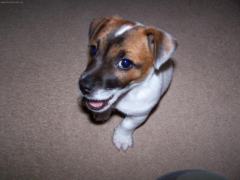 Foto: Skoty-šibalský pohled