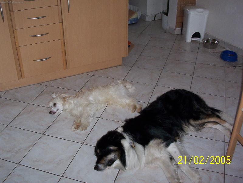 Foto: nerušit odpočíváme-Dusty-border kolie,Bergamo-čínský chocholatý