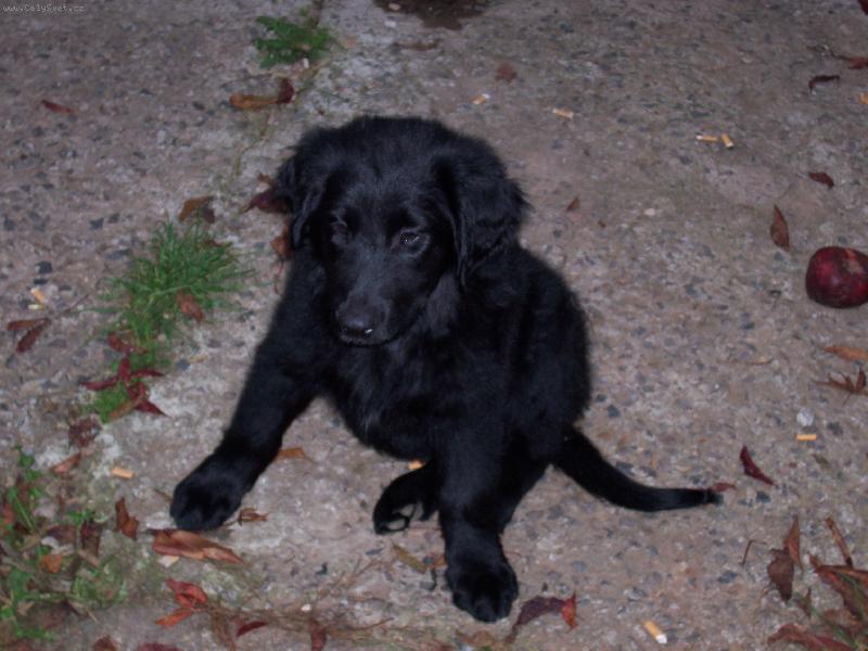 Foto: nas pejsek-nas pejsek