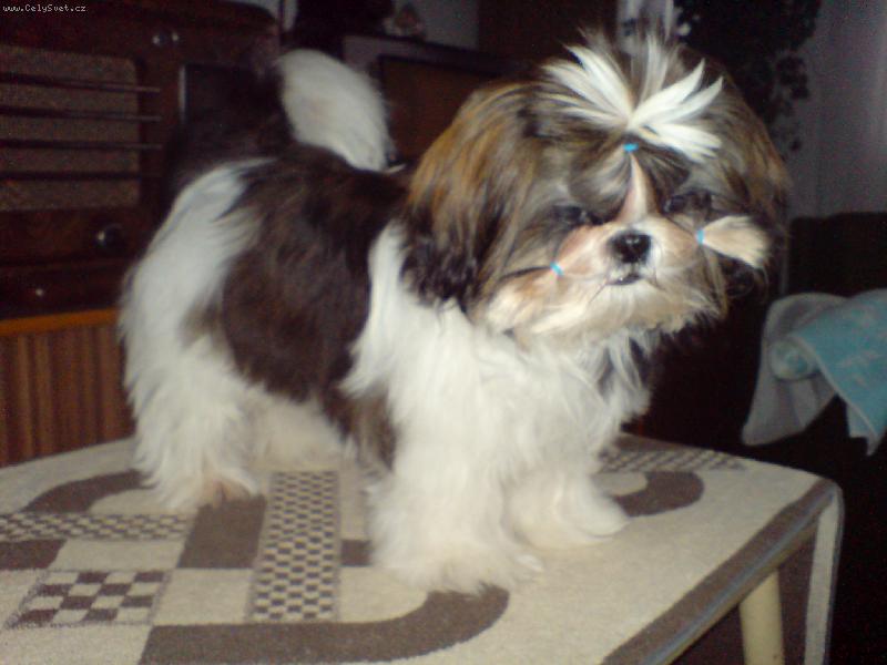 Foto: Heydi z Targenu-Náš mazlíček