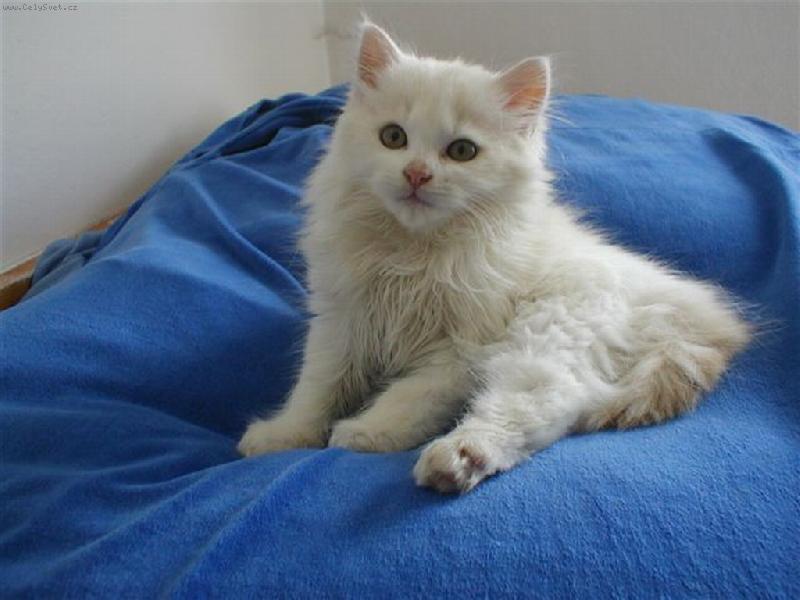 Foto: Ferda-Co bude na zub?