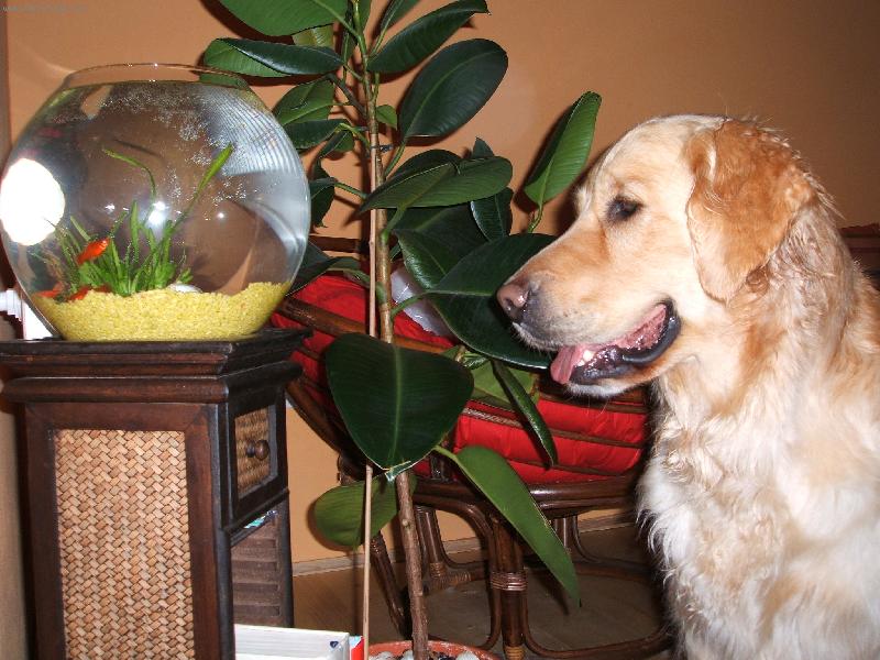 Foto: Fínuška a rybičky