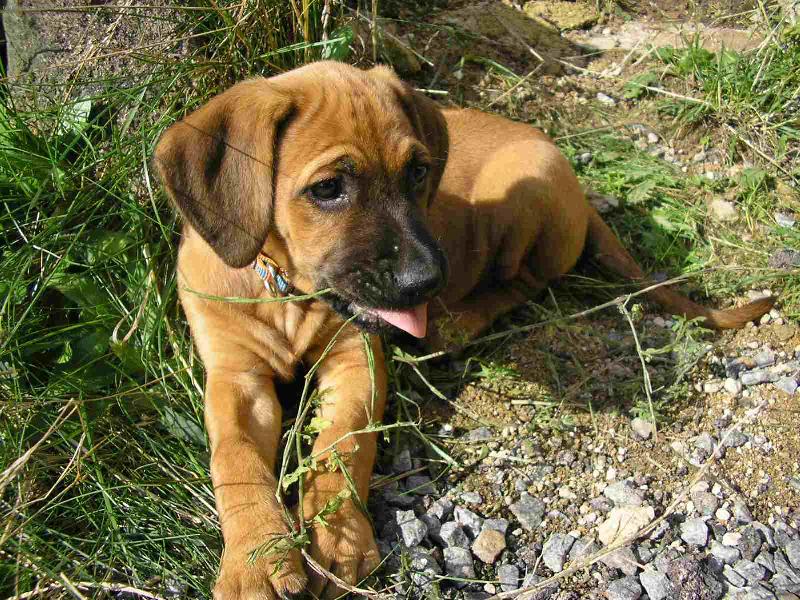 Foto: To mám hezký jazýček!!!