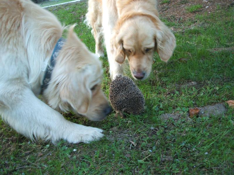 Foto: Willy,Fína a ježek