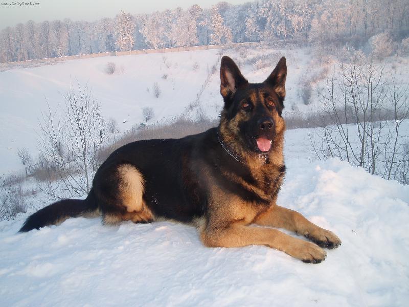 Foto: Brrr...to je zima-s našim Andym na procházce