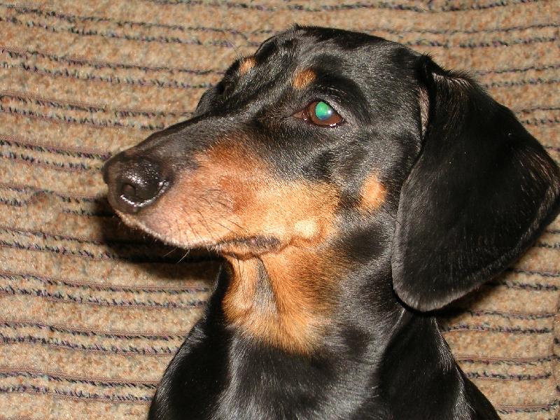 Foto: Missi-portrét