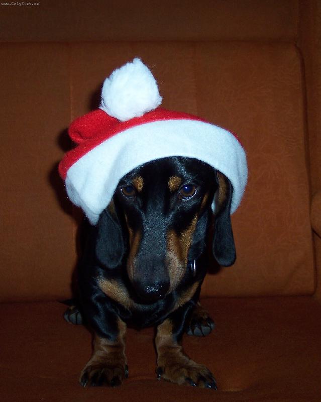 Foto: Teddy Santa-Blíží se čas vánoc i já se chystám.