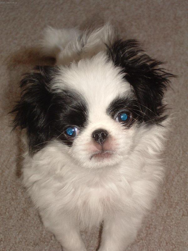 Foto: KUK-To je náš mazlíček