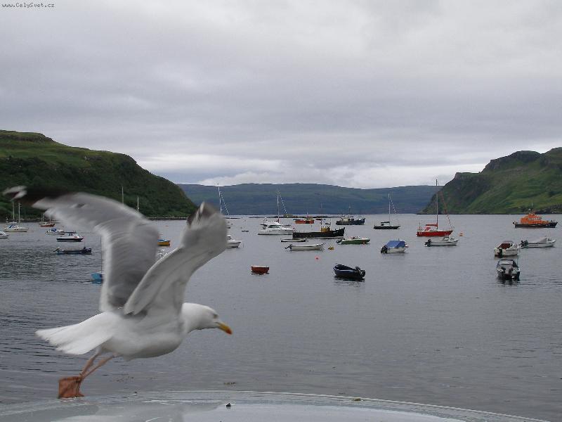 Foto: Racek chechtavý v Portree-Přístav Portree Skotsko