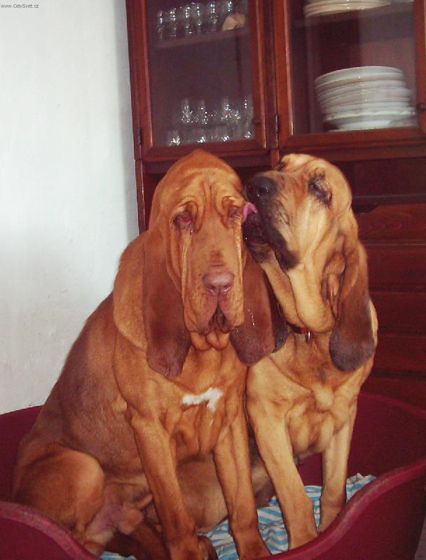 Foto: velká láska-Scipio a Romance na Valentýna