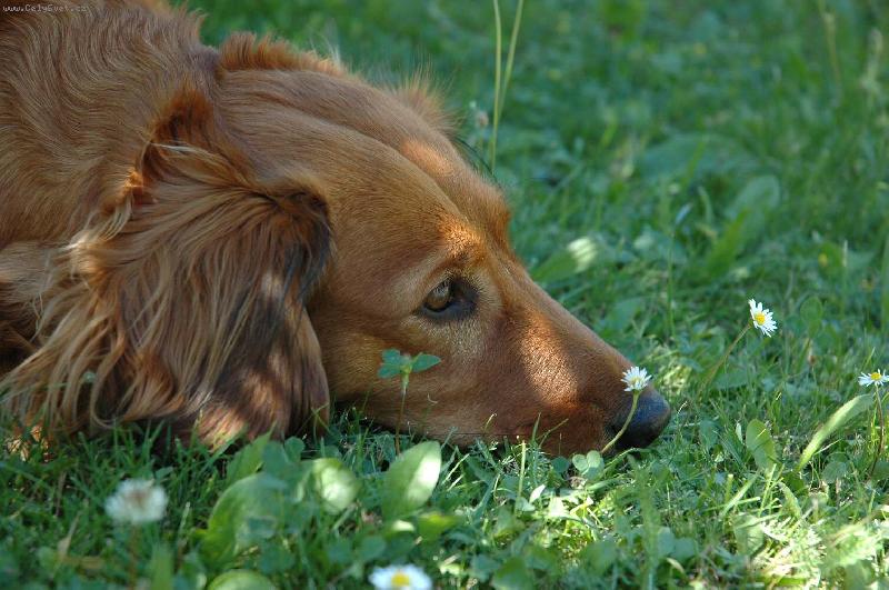 Foto: Zuzanka-Při odpočinku....