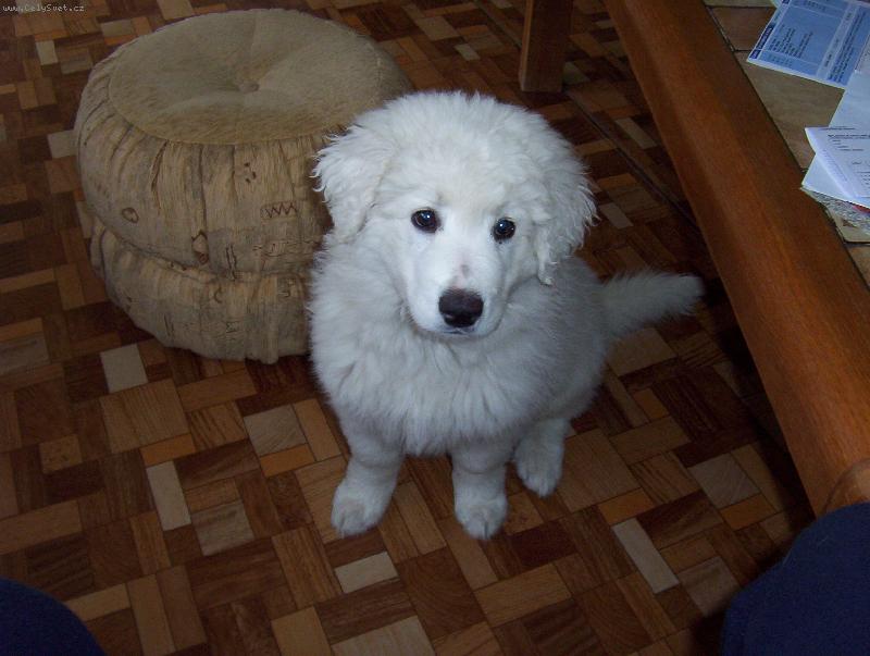 Foto: Car z Borovýho hrádku-Psí oči