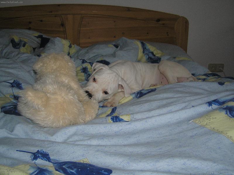 Foto: plyšový kamarád taky kamarád