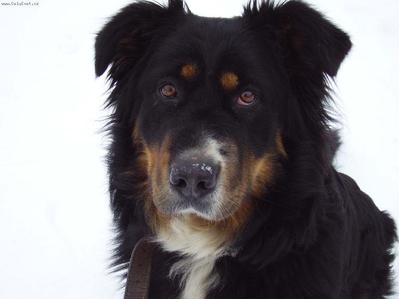 Foto: Barunka ale je to kříženec tak se nedivte-chcete mě??