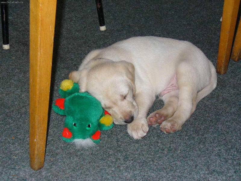 Foto: Spínkáám...nerušíit