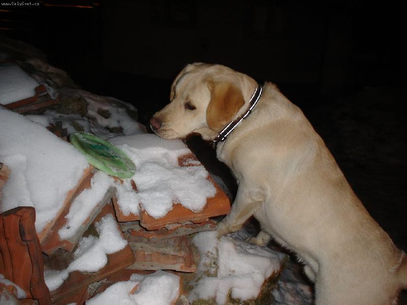 Foto: Ještě kousek a mám ho!