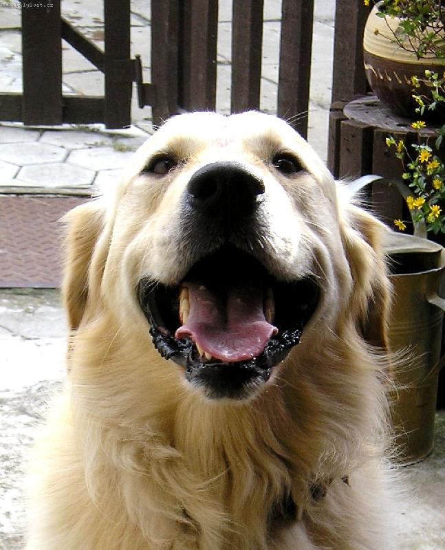 Foto: Upřímný úsměv-náš Ron