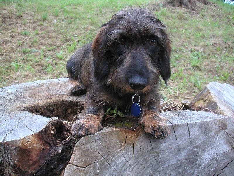 Foto: Brok na přehradě