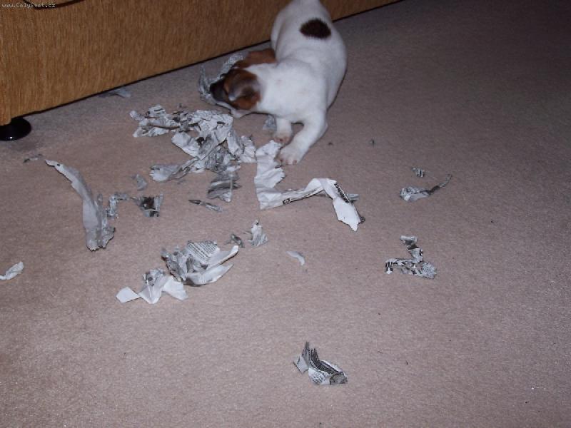 Foto: Trhač-Tak takhle mají číst noviny!