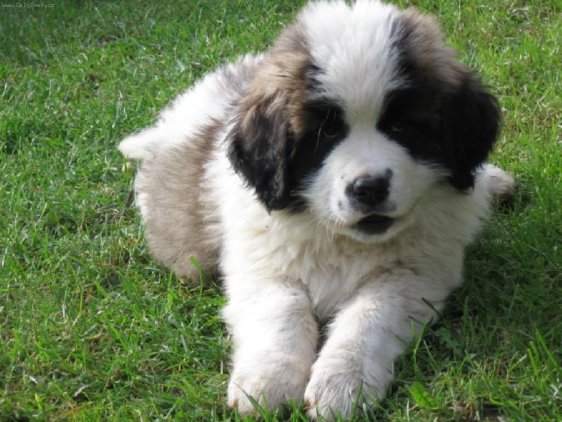 Foto: Nový přírustek do rodiny-Amálka