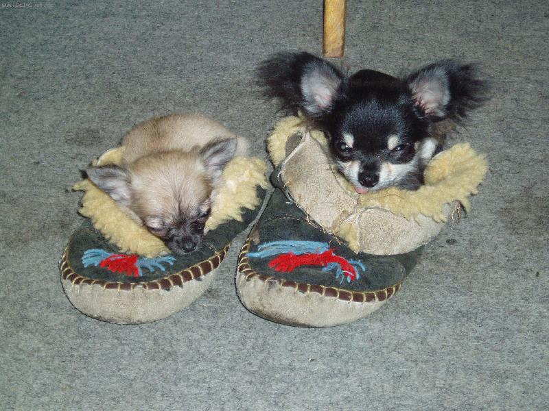 Foto: To se nám krásně spinká-Jeles-le od Vydří zátoky a Amar od Dorrinky