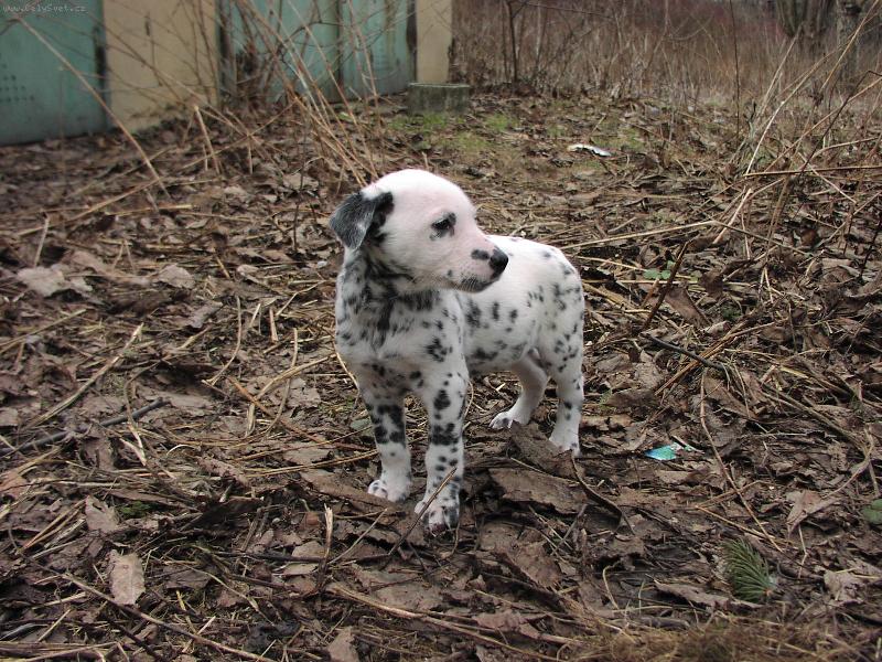 Foto: Tracynka,není nádherná?Je,je,je je......-když jí bylo 2 měsíce