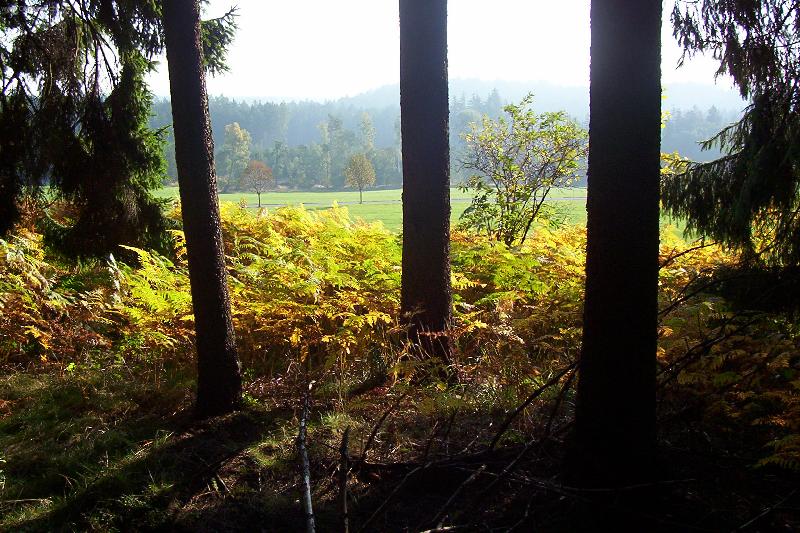 Foto: Kouzelné kapradí