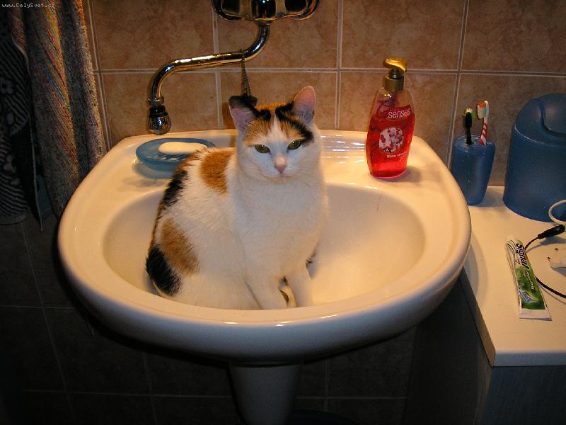 Foto: Ranní hygiena