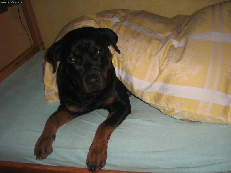 Foto: Cindy-Do postele nesmím !!!