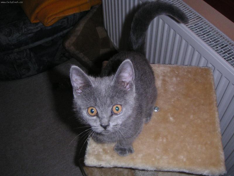 Foto: Kocourek Timíček-Kuk