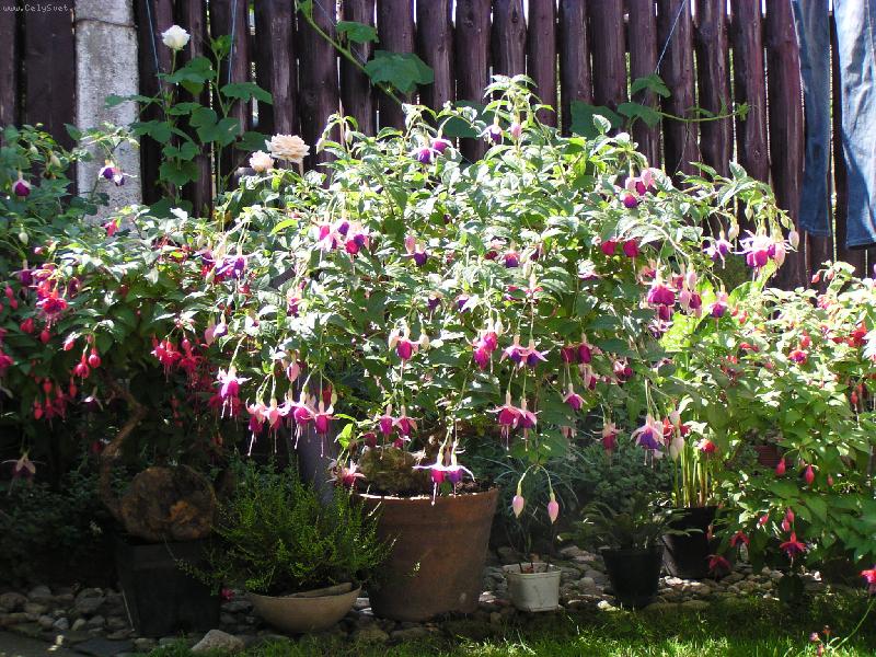 Foto: To je naše královna