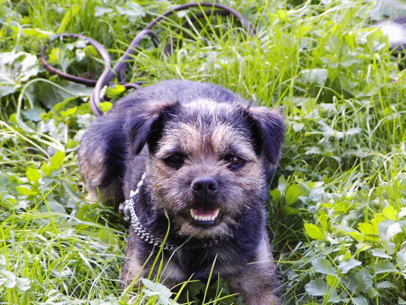 Foto: "Úsměv, sýr..."-Malý border s velkým srdcem