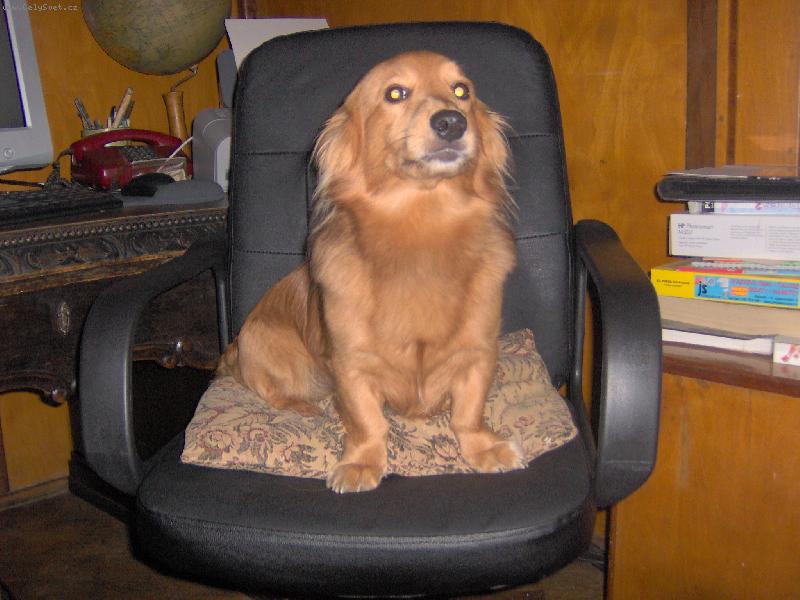 Foto: Ferda-Koukejte jaký mám krááásný nový křeslo!