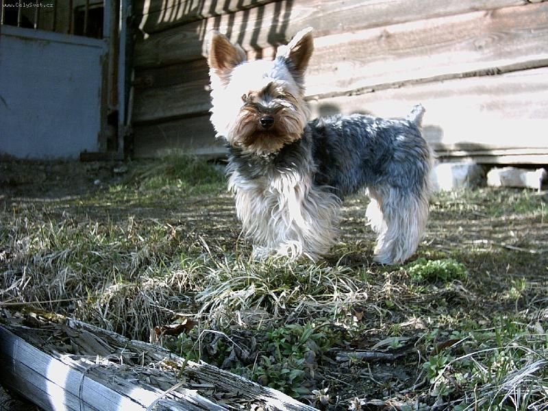 Foto: Nelly-Můj pejsek