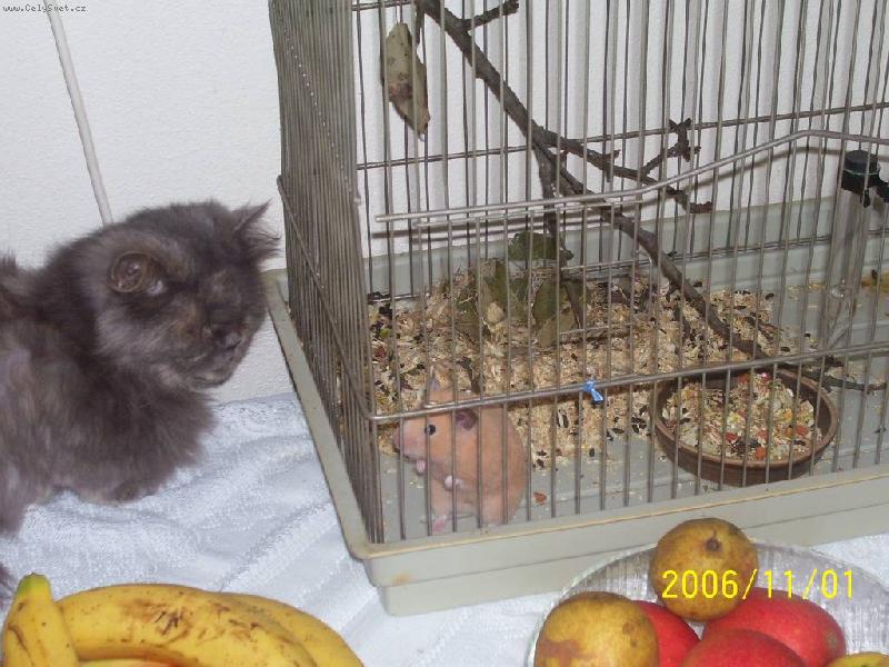 Foto: Sára+ křeček Váša-tak co dostanu se tam nebo ne?????