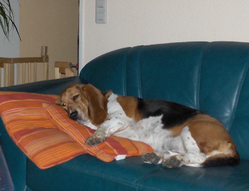 Foto: muj unaveny basset-absolutni vycerpanost po dlouhe prochazce